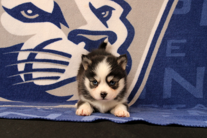 puppy, for, sale, Pomsky, Matthew B. Stoltzfus, dog, breeder, Gap, PA, dog-breeder, puppy-for-sale, forsale, nearby, find, puppyfind, locator, puppylocator, aca